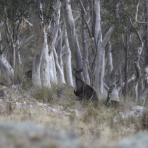 Osphranter robustus robustus at Michelago, NSW - 23 Jul 2015