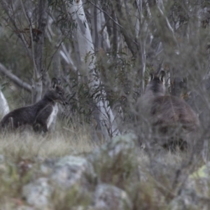 Osphranter robustus robustus at Michelago, NSW - 23 Jul 2015