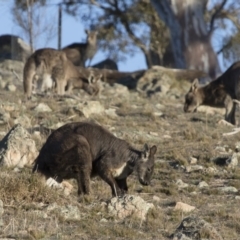 Osphranter robustus (Wallaroo) at Illilanga & Baroona - 31 Aug 2017 by Illilanga