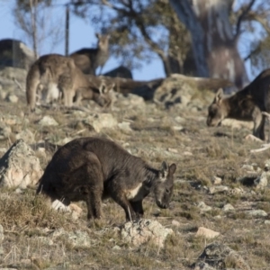 Osphranter robustus at Michelago, NSW - 31 Aug 2017