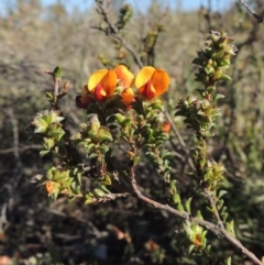 Pultenaea procumbens (Bush Pea) at Gigerline Nature Reserve - 10 Oct 2017 by michaelb