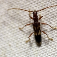 Coptocercus rubripes (Rubripes longhorn beetle) at O'Connor, ACT - 17 Oct 2017 by ibaird