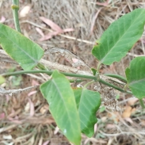 Araujia sericifera at Isaacs, ACT - 20 Oct 2017 04:14 PM