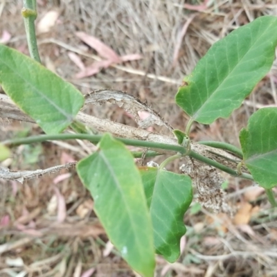 Araujia sericifera (Moth Plant) at Isaacs, ACT - 20 Oct 2017 by Mike