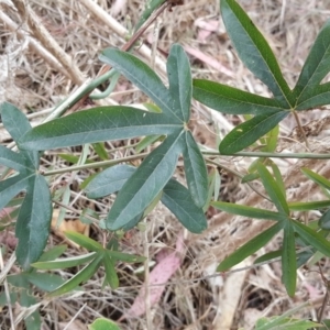 Passiflora caerulea at Isaacs, ACT - 20 Oct 2017