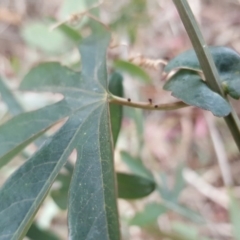 Passiflora caerulea at Isaacs, ACT - 20 Oct 2017 05:13 PM