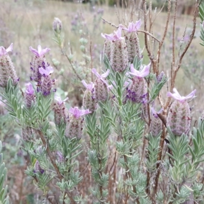 Lavandula stoechas (Spanish Lavender or Topped Lavender) at Isaacs, ACT - 20 Oct 2017 by Mike