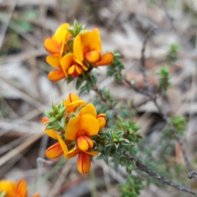 Pultenaea procumbens (Bush Pea) at Isaacs, ACT - 20 Oct 2017 by Mike