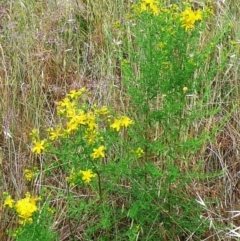 Hypericum perforatum (St John's Wort) at Hughes Garran Woodland - 10 Dec 2011 by ruthkerruish