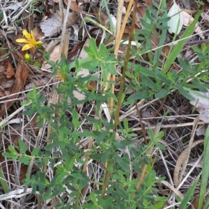 Hypericum perforatum at Hughes, ACT - 11 Dec 2011