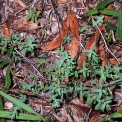 Hypericum perforatum (St John's Wort) at Garran, ACT - 18 May 2017 by ruthkerruish