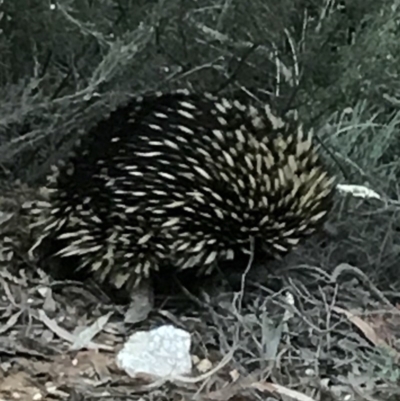 Tachyglossus aculeatus (Short-beaked Echidna) at QPRC LGA - 20 Oct 2017 by yellowboxwoodland