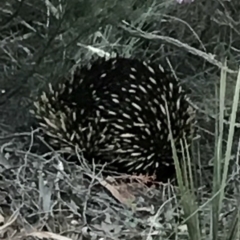 Tachyglossus aculeatus at Bungendore, NSW - 20 Oct 2017