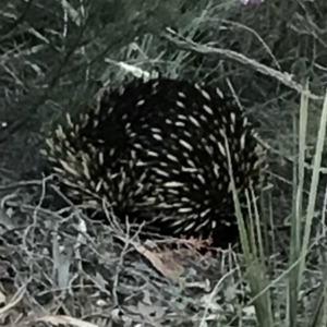 Tachyglossus aculeatus at Bungendore, NSW - 20 Oct 2017 07:05 PM