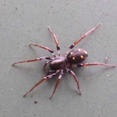 Zodariidae (family) (Unidentified Ant spider or Spotted ground spider) at Flynn, ACT - 19 Oct 2017 by Christine