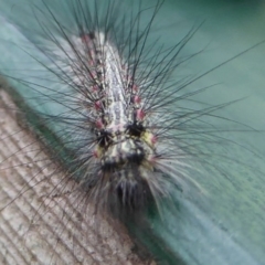 Anestia (genus) (A tiger moth) at Flynn, ACT - 19 Oct 2017 by Christine