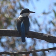 Todiramphus sanctus (Sacred Kingfisher) at Kambah Pool - 15 Oct 2017 by HelenCross