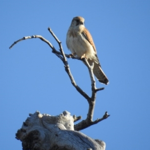 Falco cenchroides at McQuoids Hill - 18 Oct 2017 05:47 PM