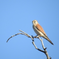 Falco cenchroides at McQuoids Hill - 18 Oct 2017 05:47 PM