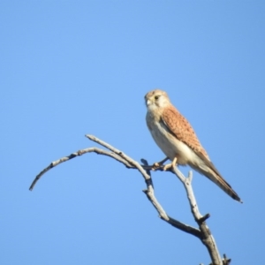 Falco cenchroides at McQuoids Hill - 18 Oct 2017 05:47 PM