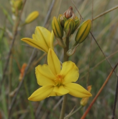 Bulbine bulbosa (Golden Lily, Bulbine Lily) at Theodore, ACT - 19 Oct 2017 by michaelb