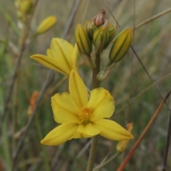 Bulbine bulbosa (Golden Lily) at Theodore, ACT - 19 Oct 2017 by michaelb