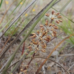 Lomandra multiflora (Many-flowered Matrush) at Theodore, ACT - 19 Oct 2017 by MichaelBedingfield