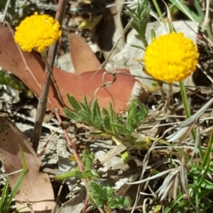 Leptorhynchos squamatus at O'Malley, ACT - 21 Oct 2017 11:38 AM