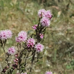 Kunzea parvifolia (Violet Kunzea) at O'Malley, ACT - 21 Oct 2017 by Mike