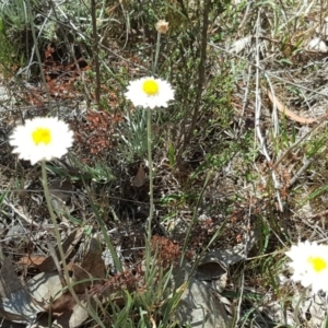 Leucochrysum albicans subsp. tricolor at O'Malley, ACT - 21 Oct 2017