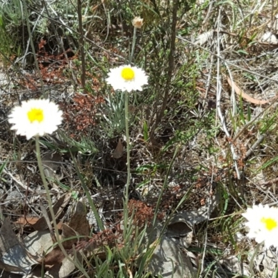 Leucochrysum albicans subsp. tricolor (Hoary Sunray) at O'Malley, ACT - 21 Oct 2017 by Mike