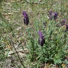 Lavandula stoechas (Spanish Lavender or Topped Lavender) at Mount Mugga Mugga - 21 Oct 2017 by Mike