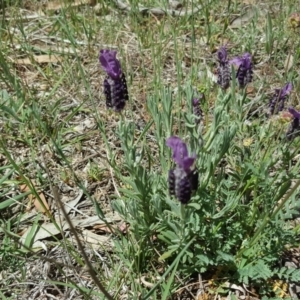 Lavandula stoechas at O'Malley, ACT - 21 Oct 2017