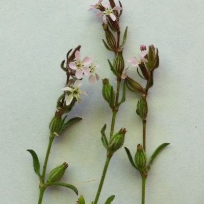 Silene gallica var. gallica (French Catchfly) at Garran, ACT - 19 Oct 2017 by ruthkerruish