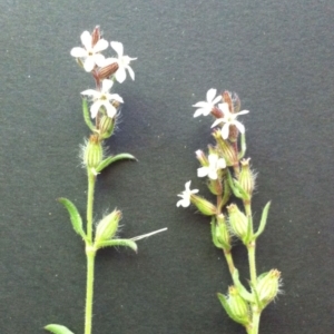 Silene gallica var. gallica at Garran, ACT - 20 Oct 2017 12:00 AM