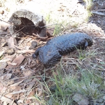 Tiliqua rugosa (Shingleback Lizard) at Majura, ACT - 21 Oct 2017 by WalterEgo