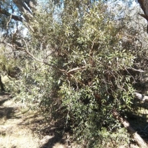 Olea europaea subsp. cuspidata at Majura, ACT - 21 Oct 2017