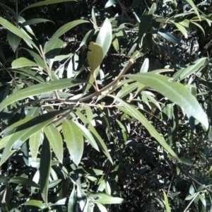 Olea europaea subsp. cuspidata at Majura, ACT - 21 Oct 2017