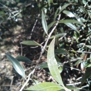 Olea europaea subsp. cuspidata at Majura, ACT - 21 Oct 2017