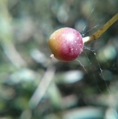 Olea europaea subsp. cuspidata at Majura, ACT - 21 Oct 2017