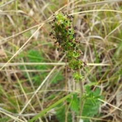 Acaena x ovina (Sheep's Burr) at Little Taylor Grasslands - 20 Oct 2017 by RosemaryRoth