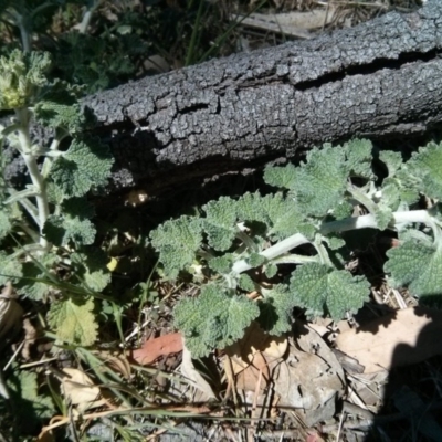 Marrubium vulgare (Horehound) at Mount Ainslie - 21 Oct 2017 by WalterEgo