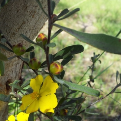 Hibbertia obtusifolia (Grey Guinea-flower) at Little Taylor Grasslands - 21 Oct 2017 by RosemaryRoth