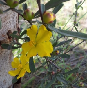 Hibbertia obtusifolia at Kambah, ACT - 21 Oct 2017