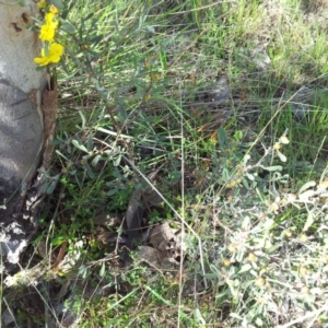 Hibbertia obtusifolia at Kambah, ACT - 21 Oct 2017