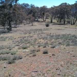 Marrubium vulgare at Majura, ACT - 21 Oct 2017