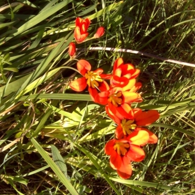 Sparaxis tricolor (Sparaxis, Harlequin Flower) at Isaacs Ridge and Nearby - 14 Oct 2017 by Mike