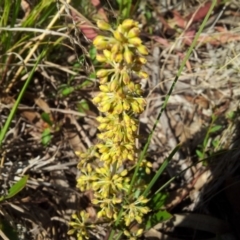 Lomandra multiflora (Many-flowered Matrush) at Kambah, ACT - 22 Oct 2017 by RosemaryRoth