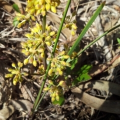 Lomandra multiflora at Kambah, ACT - 22 Oct 2017 10:23 AM