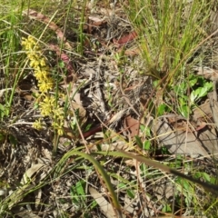 Lomandra multiflora at Kambah, ACT - 22 Oct 2017